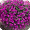 Supertunia Vista Jazzberry 6 sztuk